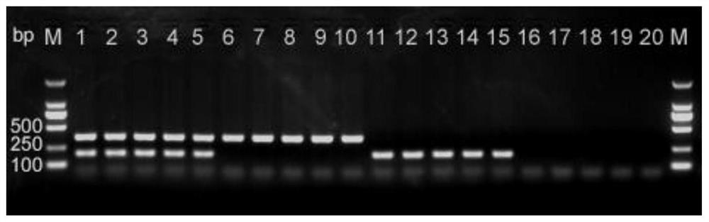 PCR primer for rapidly identifying weedy rice in early stage and application thereof