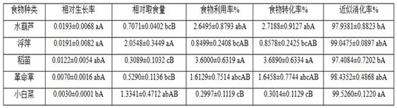 Vegetable crop for efficiently trapping ampullaria gigas