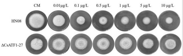 An anthrax transcription factor csatf1 and its application