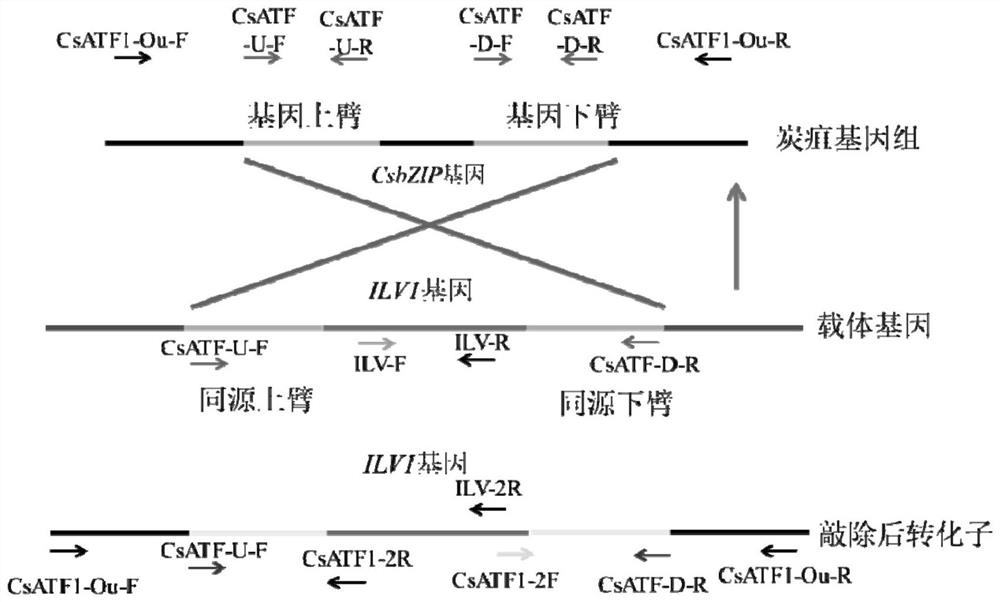 An anthrax transcription factor csatf1 and its application