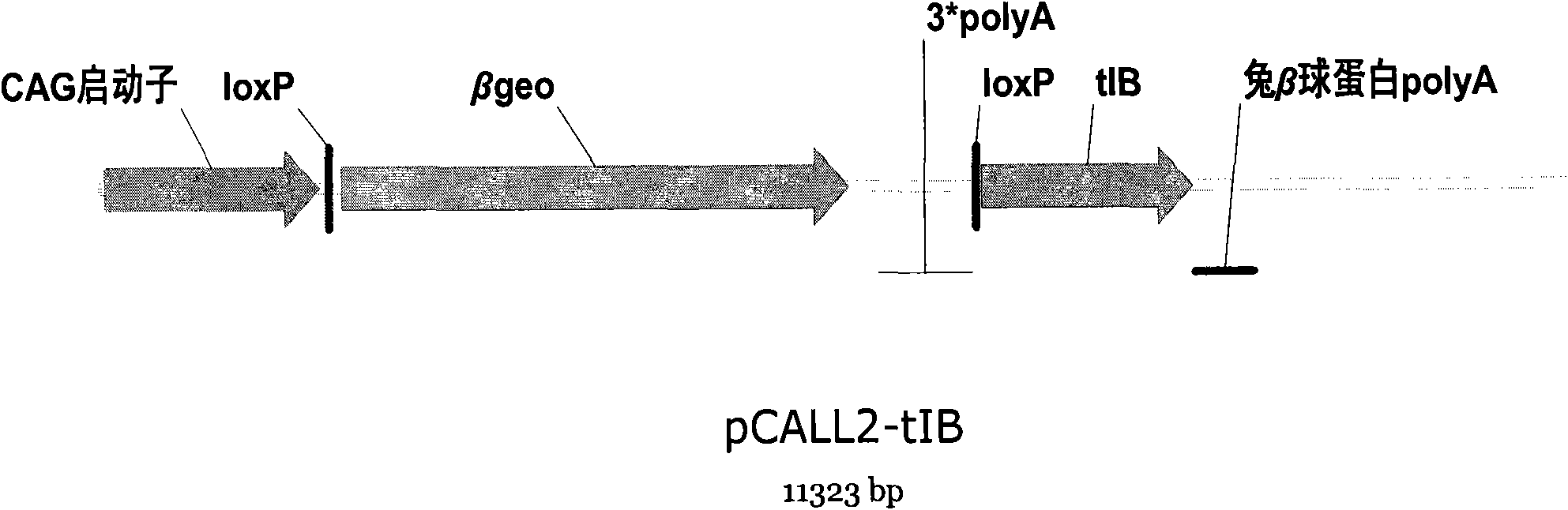 Transgenosis construct and application thereof in preparing space-time adjustable liver damage model