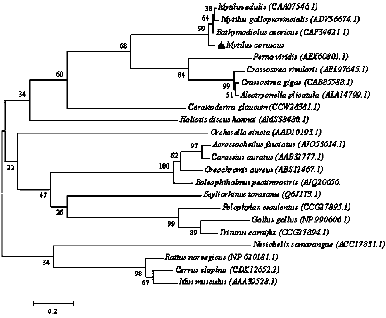 Application of thick shell mussel metallothionein gene in ocean heavy metal pollution monitoring