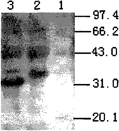 Kringle 5 gene-containing engineered bacterium fermentation process and kringle 5 protein purification process