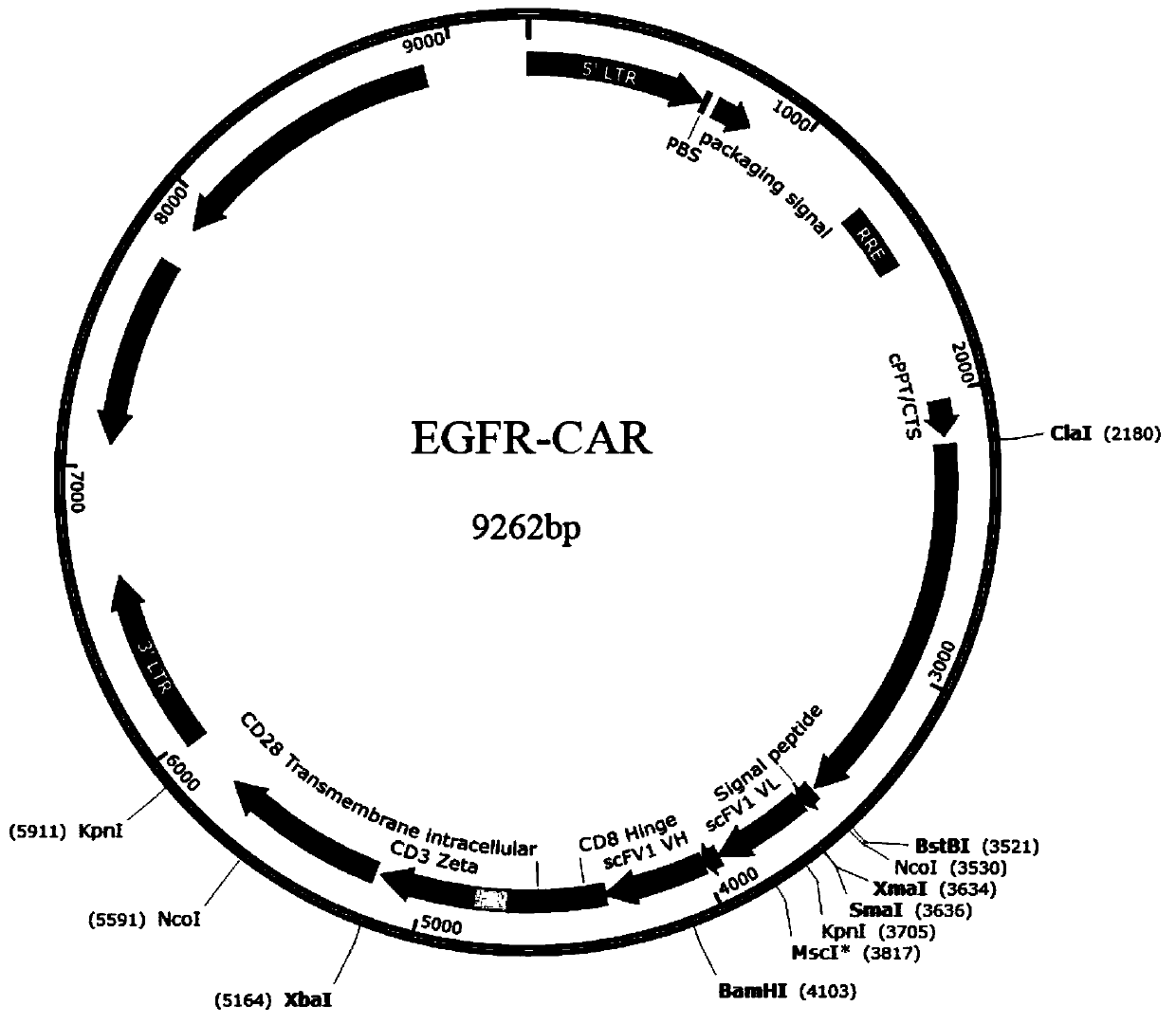 EGFR-targeting chimeric antigen receptor and CAR-NK cell, preparation method for EGFR-targeting CAR-NK cell, and applications for EGFR-targeting chimeric antigen receptor and CAR-NK cell