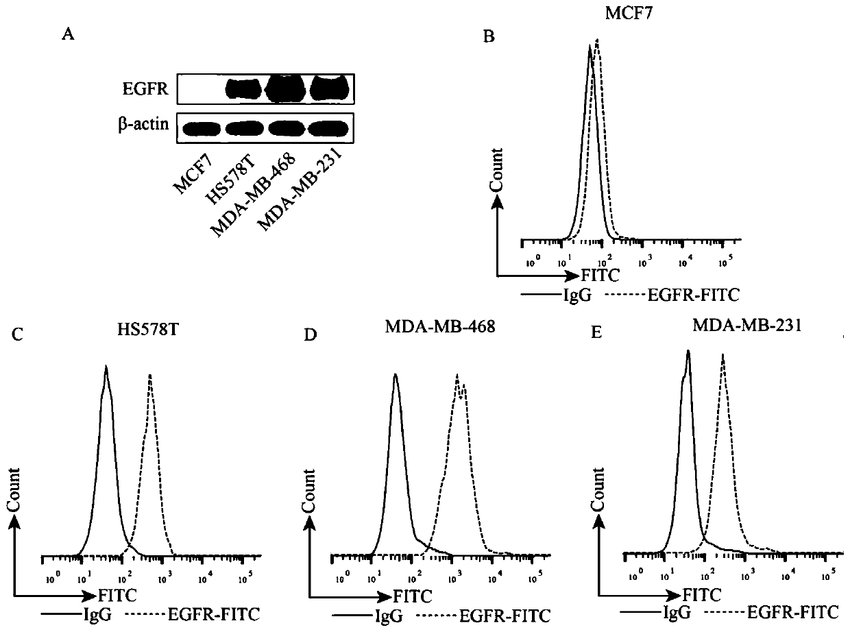 EGFR-targeting chimeric antigen receptor and CAR-NK cell, preparation method for EGFR-targeting CAR-NK cell, and applications for EGFR-targeting chimeric antigen receptor and CAR-NK cell