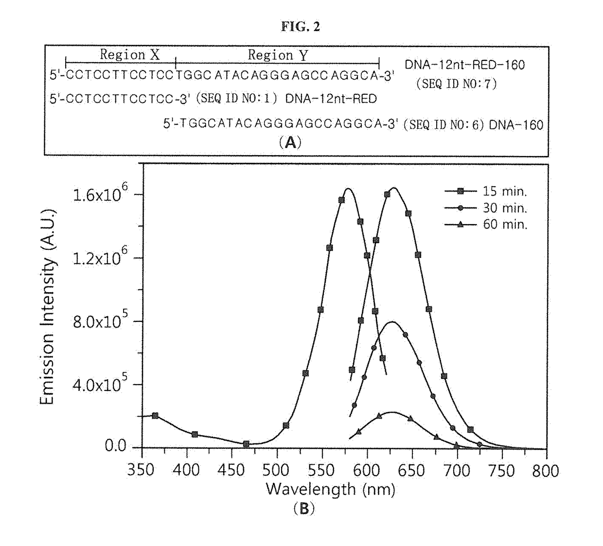 Silver nanocluster probe and target polynucleotide detection method using same, and silver nanocluster probe design method