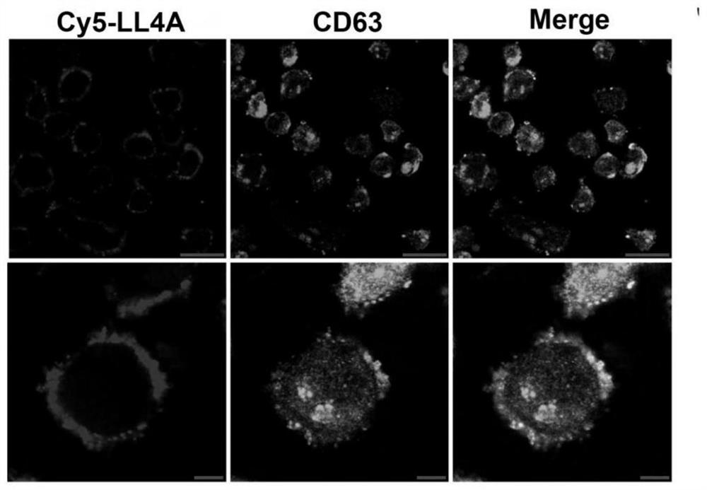 A method for nucleic acid aptamer to identify target protein CD63 and its application in overcoming vemurafenib resistance in melanoma