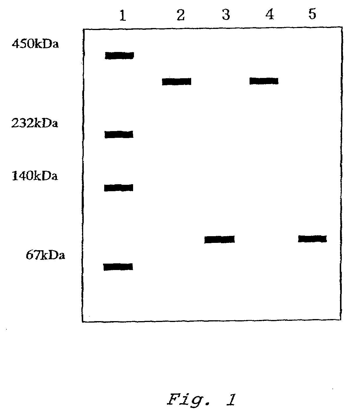 Novel glucose dehydrogenase and method for producing the dehydrogenase