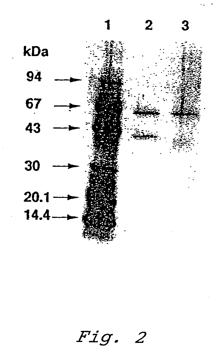 Novel glucose dehydrogenase and method for producing the dehydrogenase