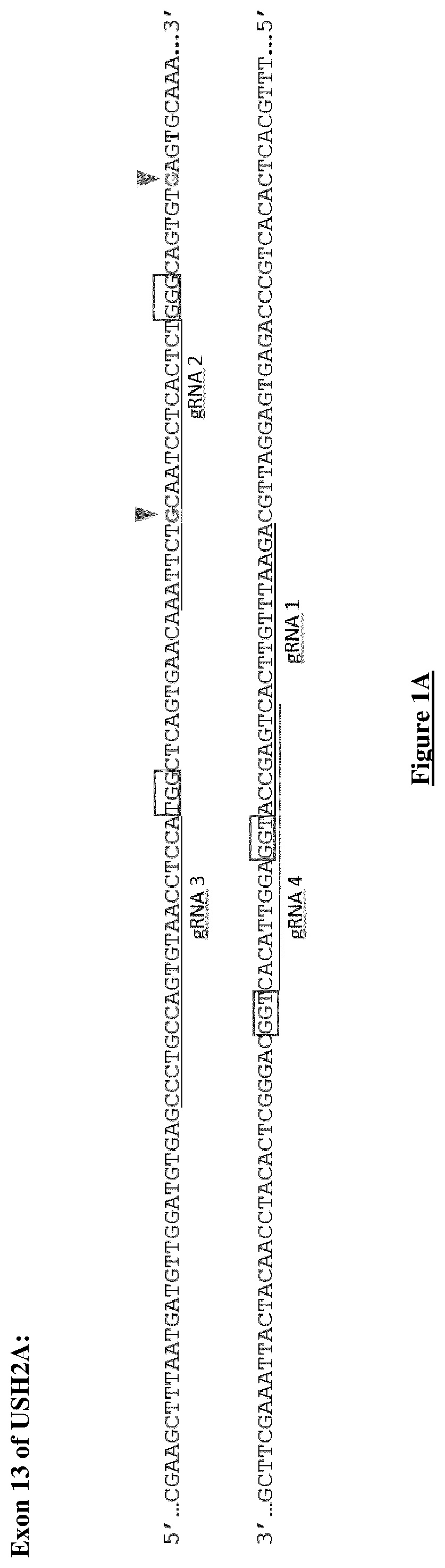 Correction of the two most prevalent ush2a mutations by genome editing