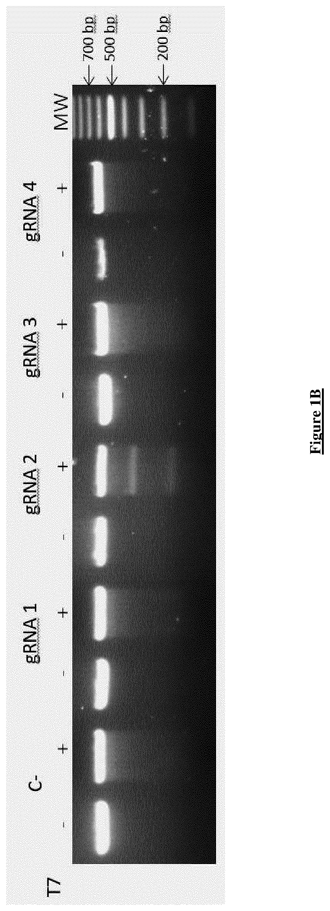 Correction of the two most prevalent ush2a mutations by genome editing