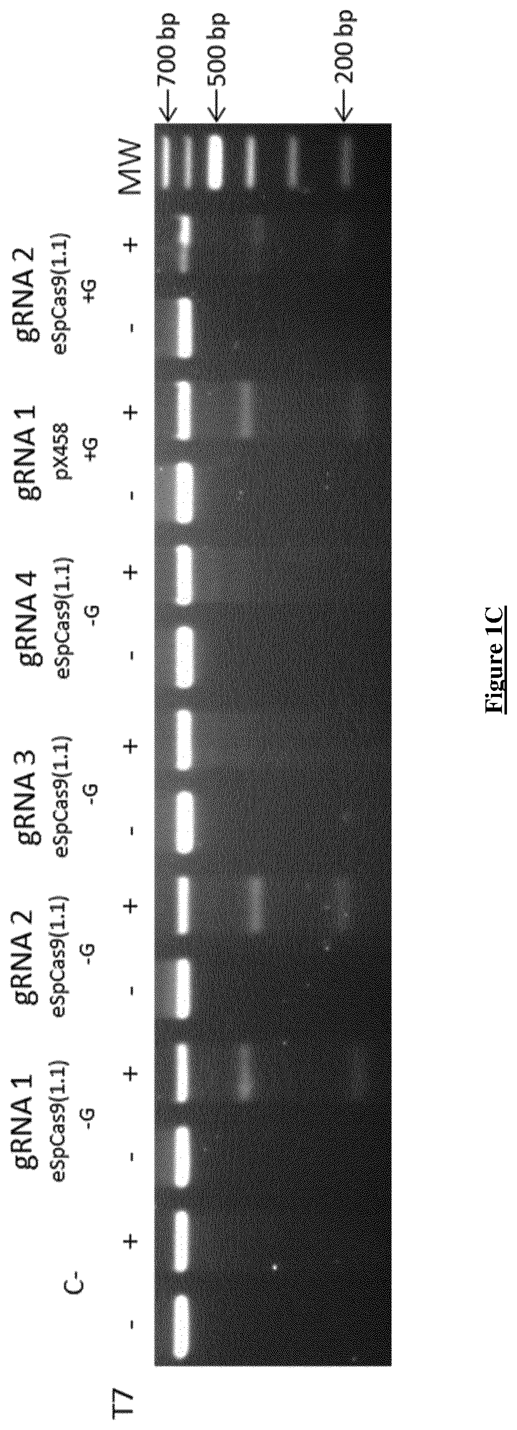 Correction of the two most prevalent ush2a mutations by genome editing