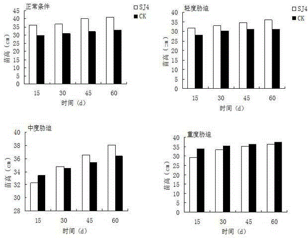 Endophytic fungus for promoting growth and photosynthesis enhancement of aleurites montana in low-phosphorus environment