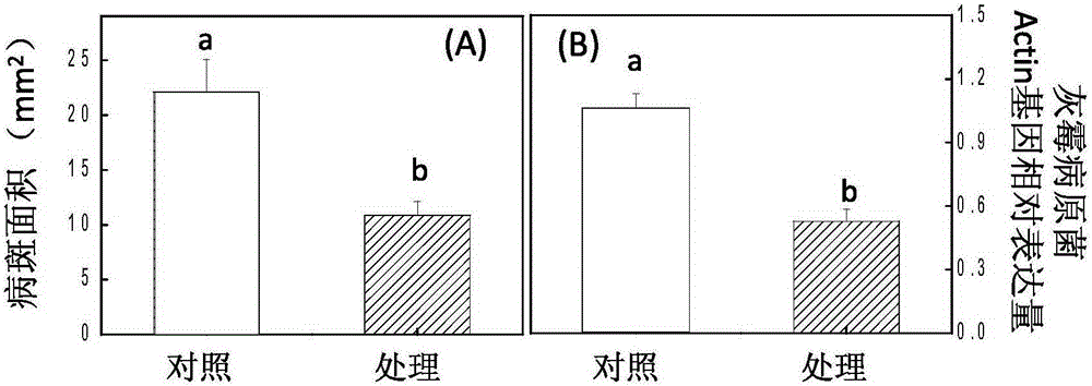 Application of Decanoyl Homoserine Lactone in Improving Botrytis Botrytis Resistance of Plants