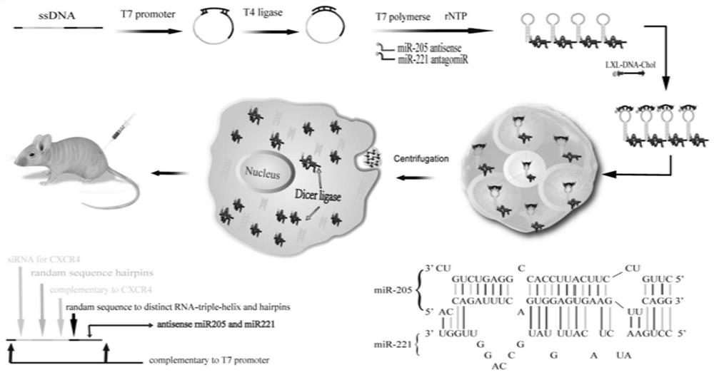 Preparation method of RNA triple helix hydrogel for targeted therapy of triple negative breast cancer