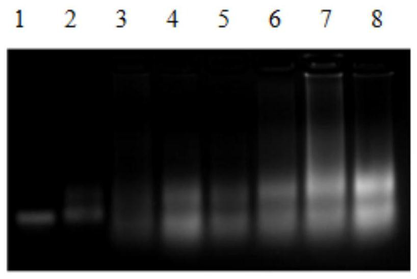 Preparation method of RNA triple helix hydrogel for targeted therapy of triple negative breast cancer