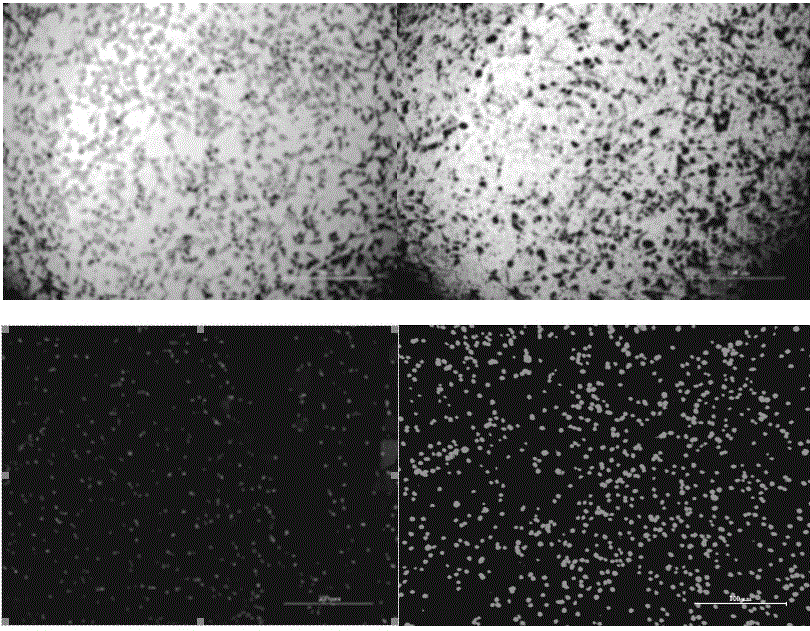 A kind of isoquinoline compound that inhibits anti-apoptosis protein and its preparation method and application