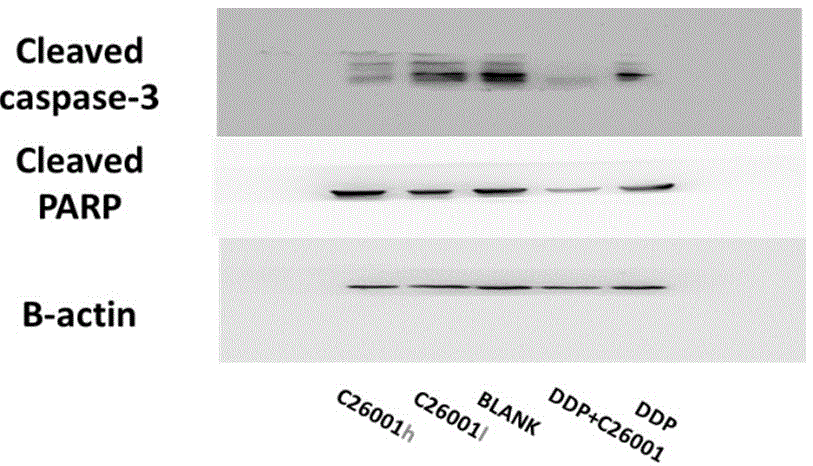 A kind of isoquinoline compound that inhibits anti-apoptosis protein and its preparation method and application