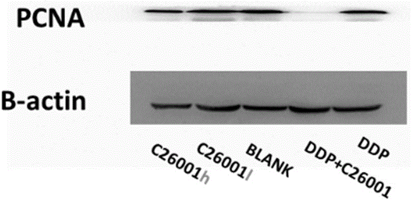 A kind of isoquinoline compound that inhibits anti-apoptosis protein and its preparation method and application