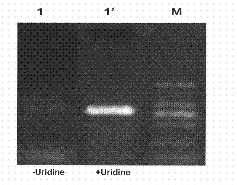 Method for improving polymerase chain reaction amplification effect by utilizing uridine