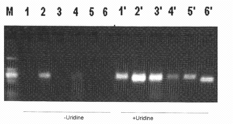 Method for improving polymerase chain reaction amplification effect by utilizing uridine