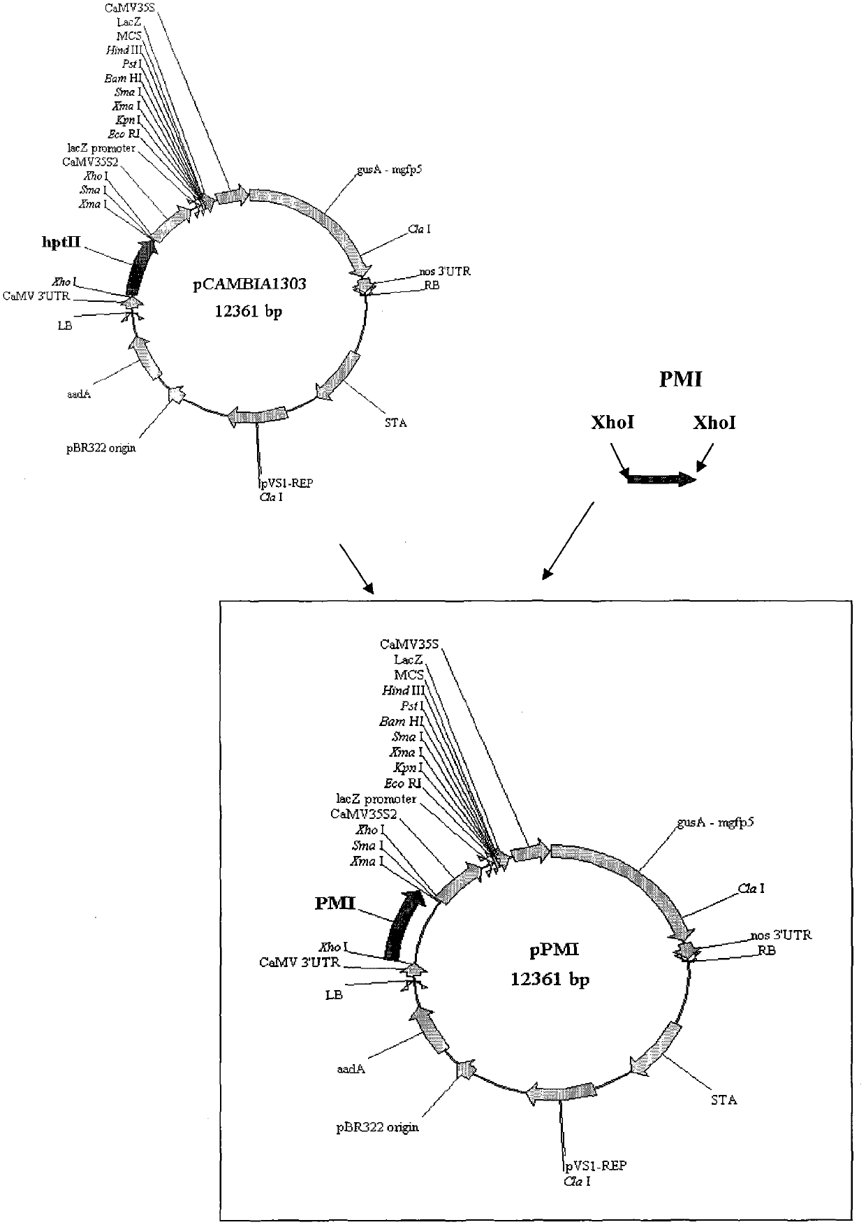 Method for screening transgenic paddy plant by phosphomannose-isomerase (PMI) gene of yeast