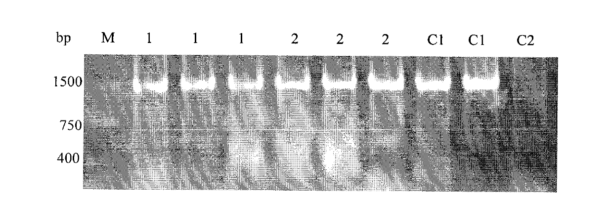 Method for screening transgenic paddy plant by phosphomannose-isomerase (PMI) gene of yeast