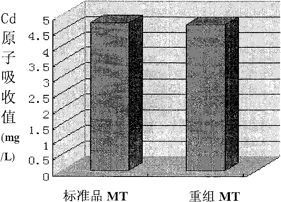 Method for expressing metallothionein of human by using body of vegetable oil