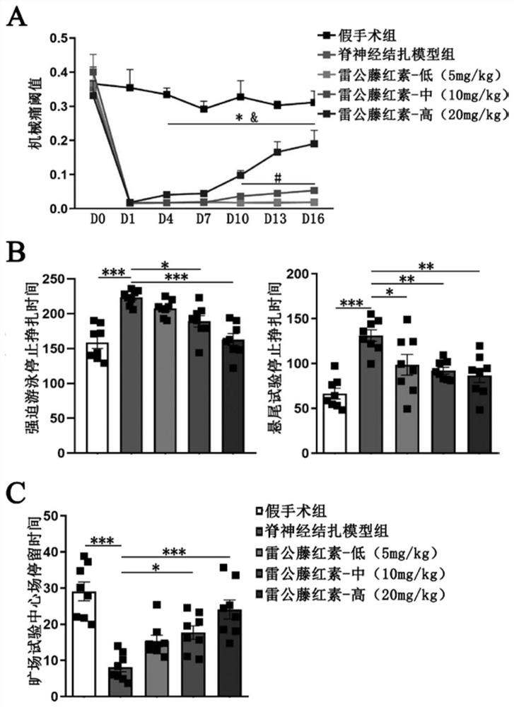 Applications of tripterine in preparation of drugs for treating complex refractory depression