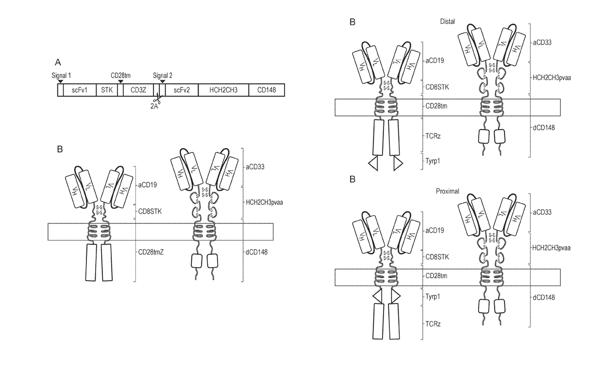 Nucleic acid construct