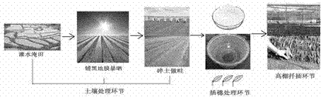 Novel summer tea shoot cuttage reproduction method for non-subsoil rice field