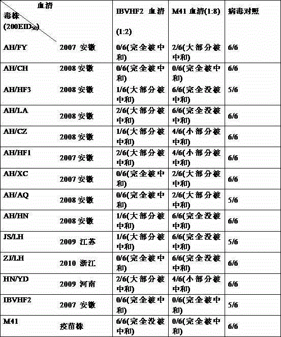 Chicken infectious bronchitis virus vaccine strain (hf2 strain) and its application