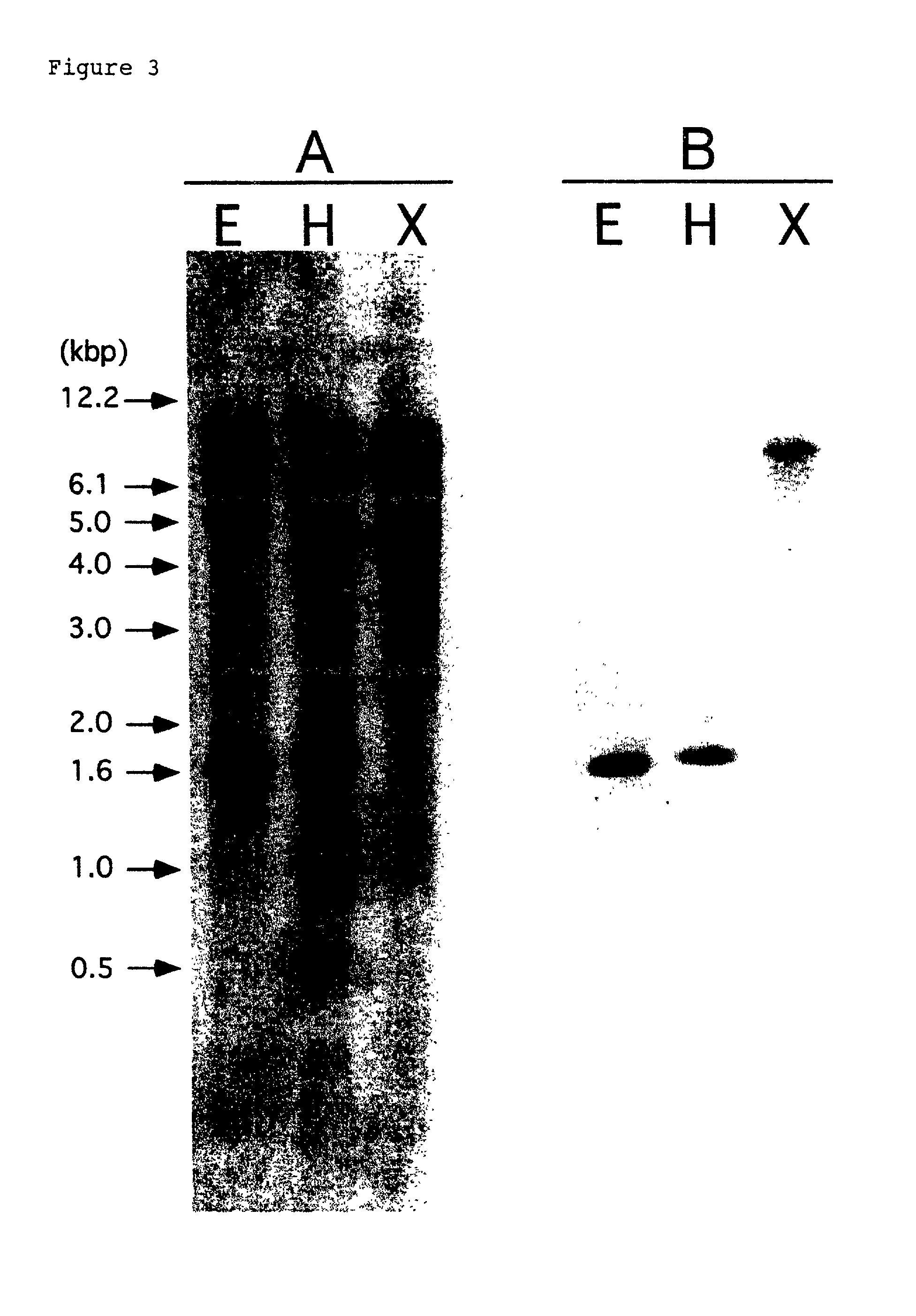 Transgenic plants carrying neoxanthin cleavage enzyme gene