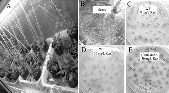 A plant-mediated RNAi vector for silencing the arginine kinase gene pxak of diamondback moth and its application