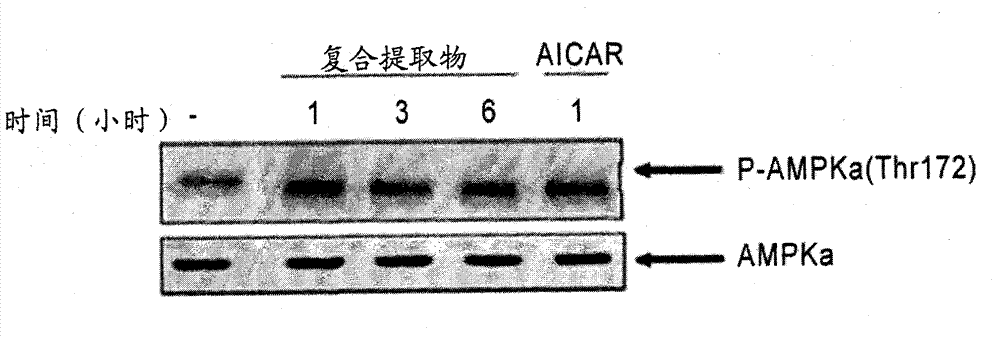 Pharmaceutical composition using herbal extract for prevention and treatment of obesity and metabolic disorders