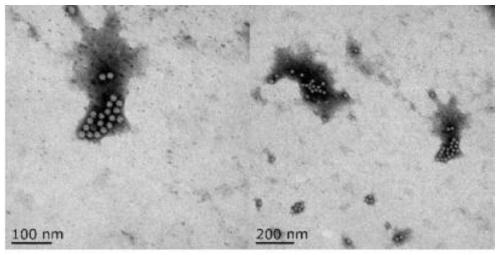 ELISA (Enzyme-Linked Immuno Sorbent Assay) detection kit for goose astrovirus Capsid protein antigen, detection method and application