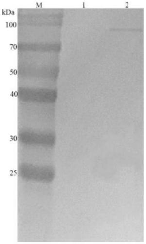 ELISA (Enzyme-Linked Immuno Sorbent Assay) detection kit for goose astrovirus Capsid protein antigen, detection method and application
