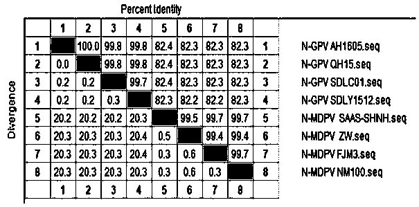 N-MDPV (novel Muscovy duck parvovirus) detection primer and probe and application thereof