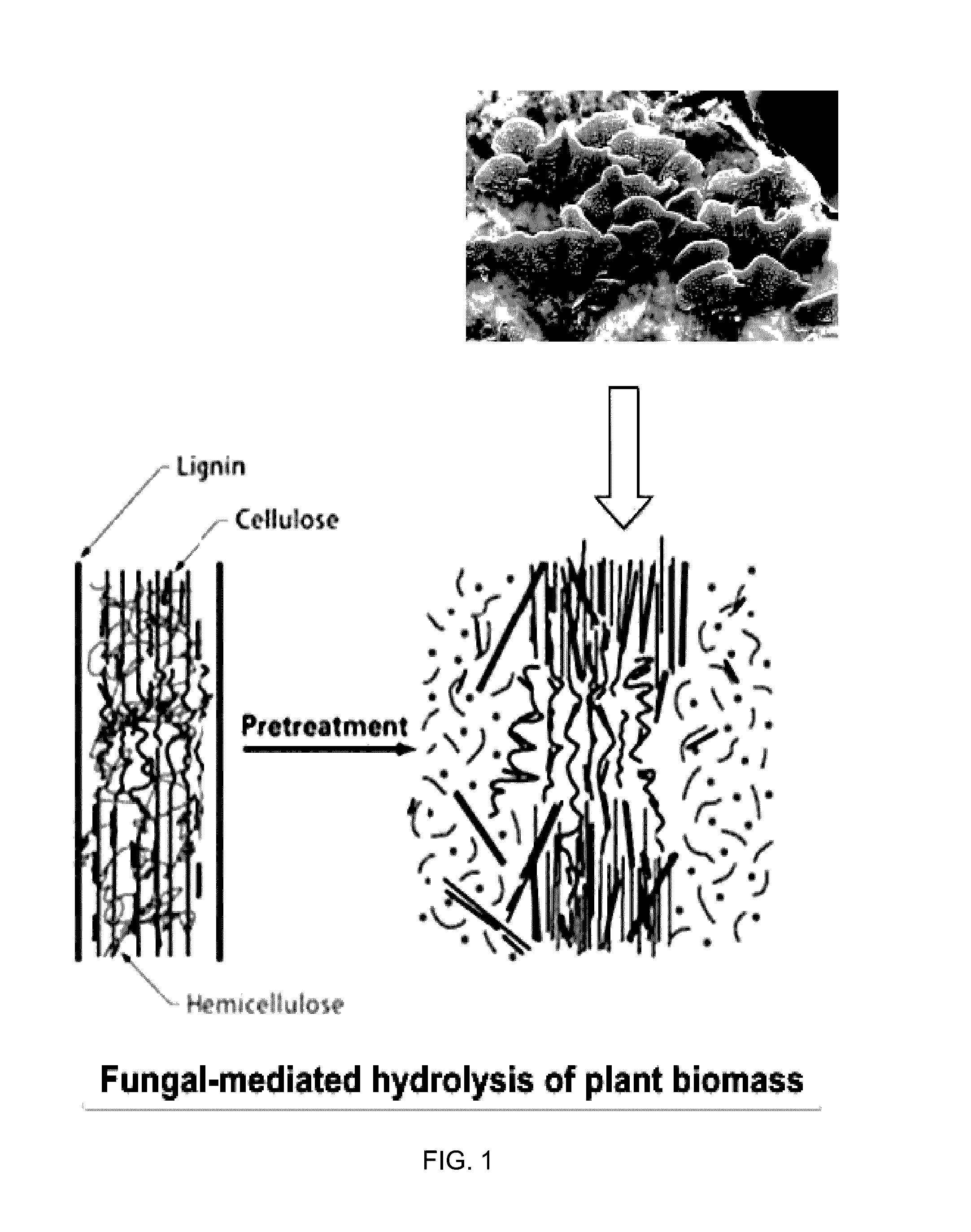 Fungal treatment to enhance extractable rubber yield from plants