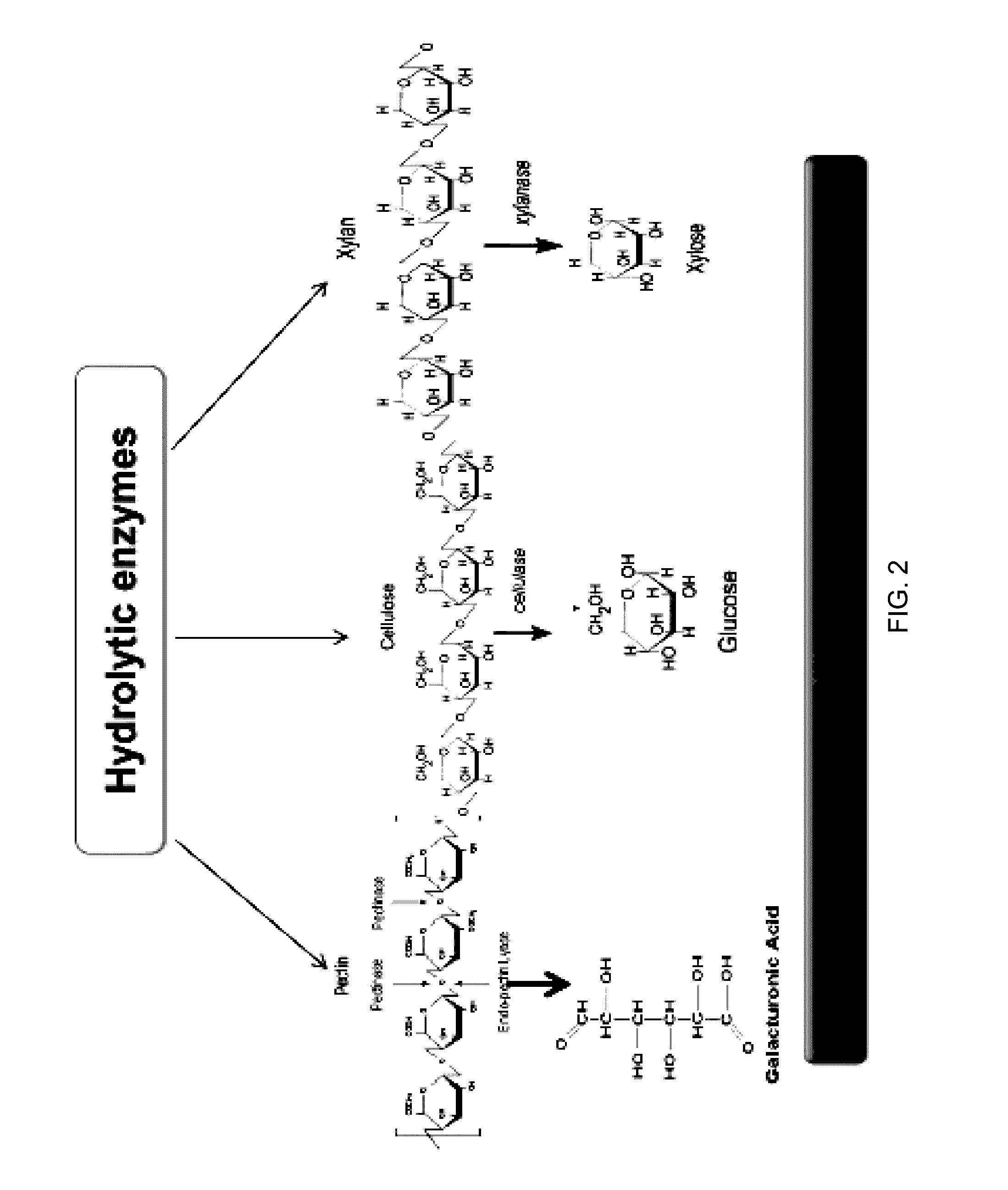 Fungal treatment to enhance extractable rubber yield from plants