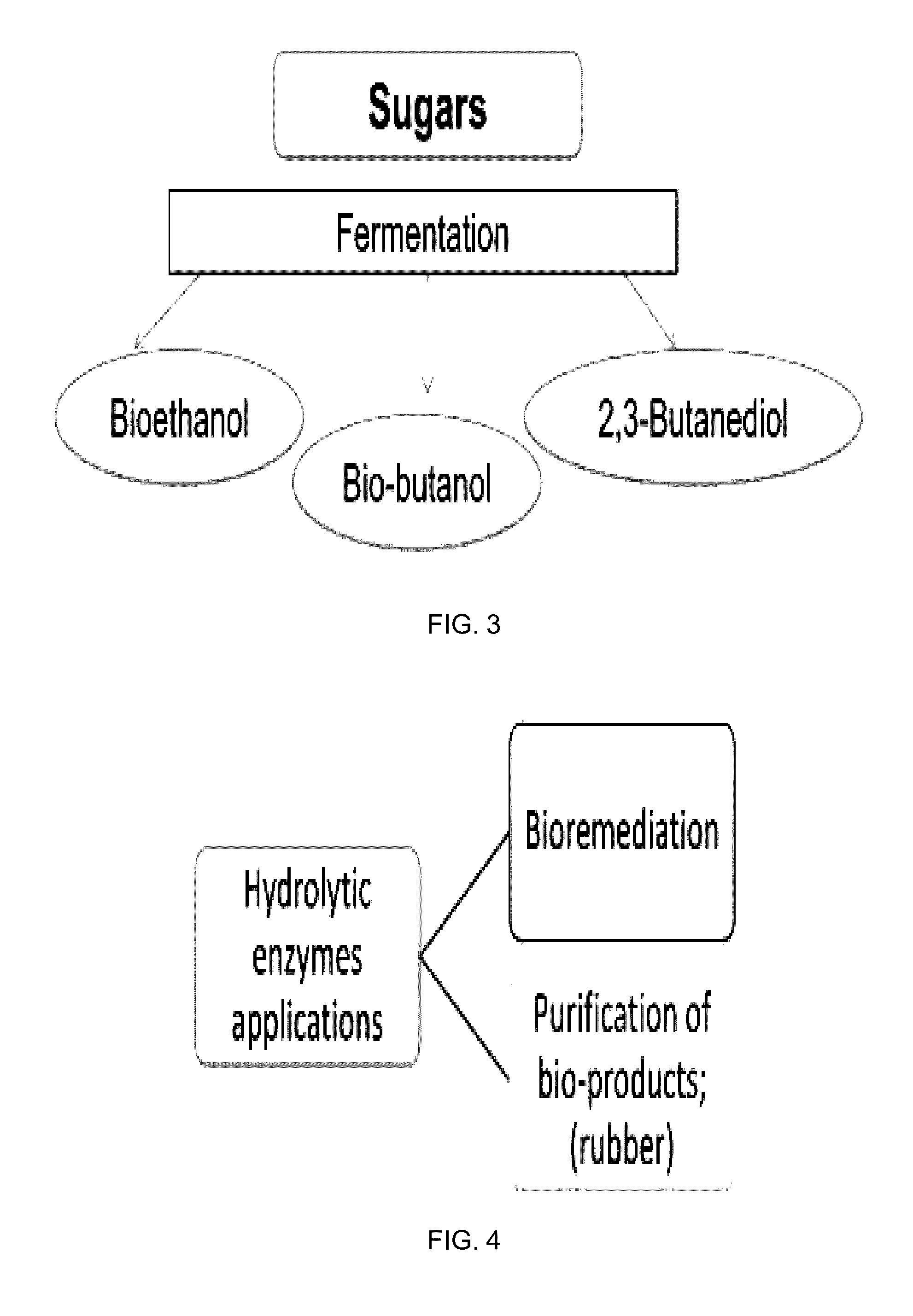 Fungal treatment to enhance extractable rubber yield from plants