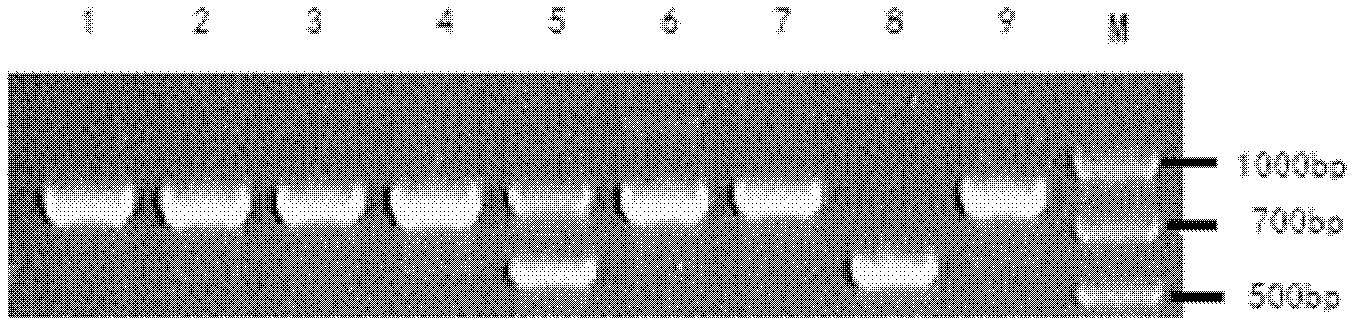 Method for screening pig disease resistant breeds, and application thereof
