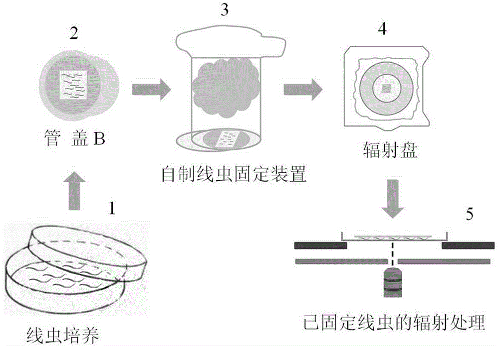 Caenorhabditis elegans fixing method suitable for single-particle microbeam device