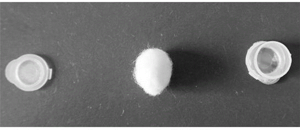 Caenorhabditis elegans fixing method suitable for single-particle microbeam device