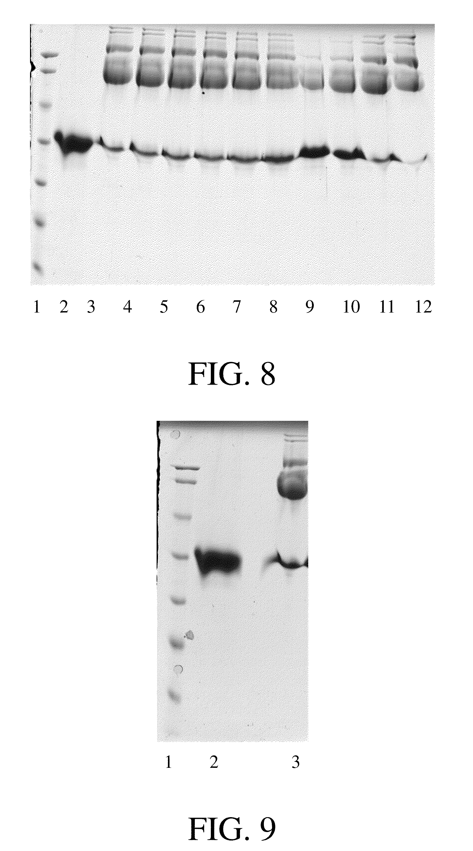 Conjugate comprising angiostation or its fragment, the method for producing the conjugate and use thereof