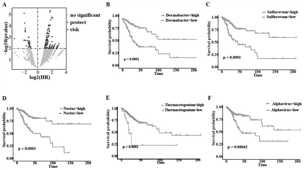 Cervical cancer prognostic marker microorganism and its application in the preparation of cervical cancer prognosis prediction and diagnosis products