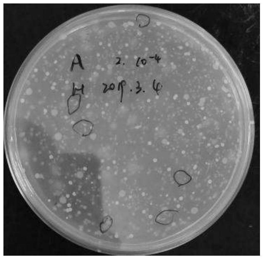 Screening method of termite-source forage bacillus