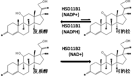 Medical application of 11-ketoandrostenedione and 11-ketotestosterone