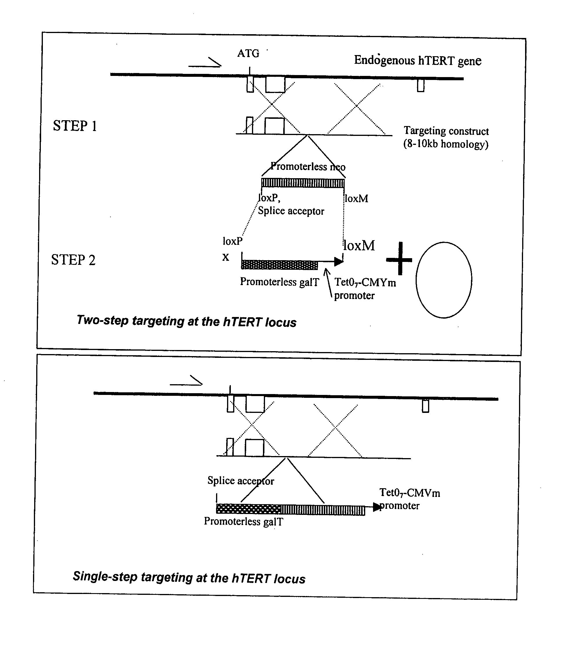 Selective antibody targeting of undifferentiated stem cells