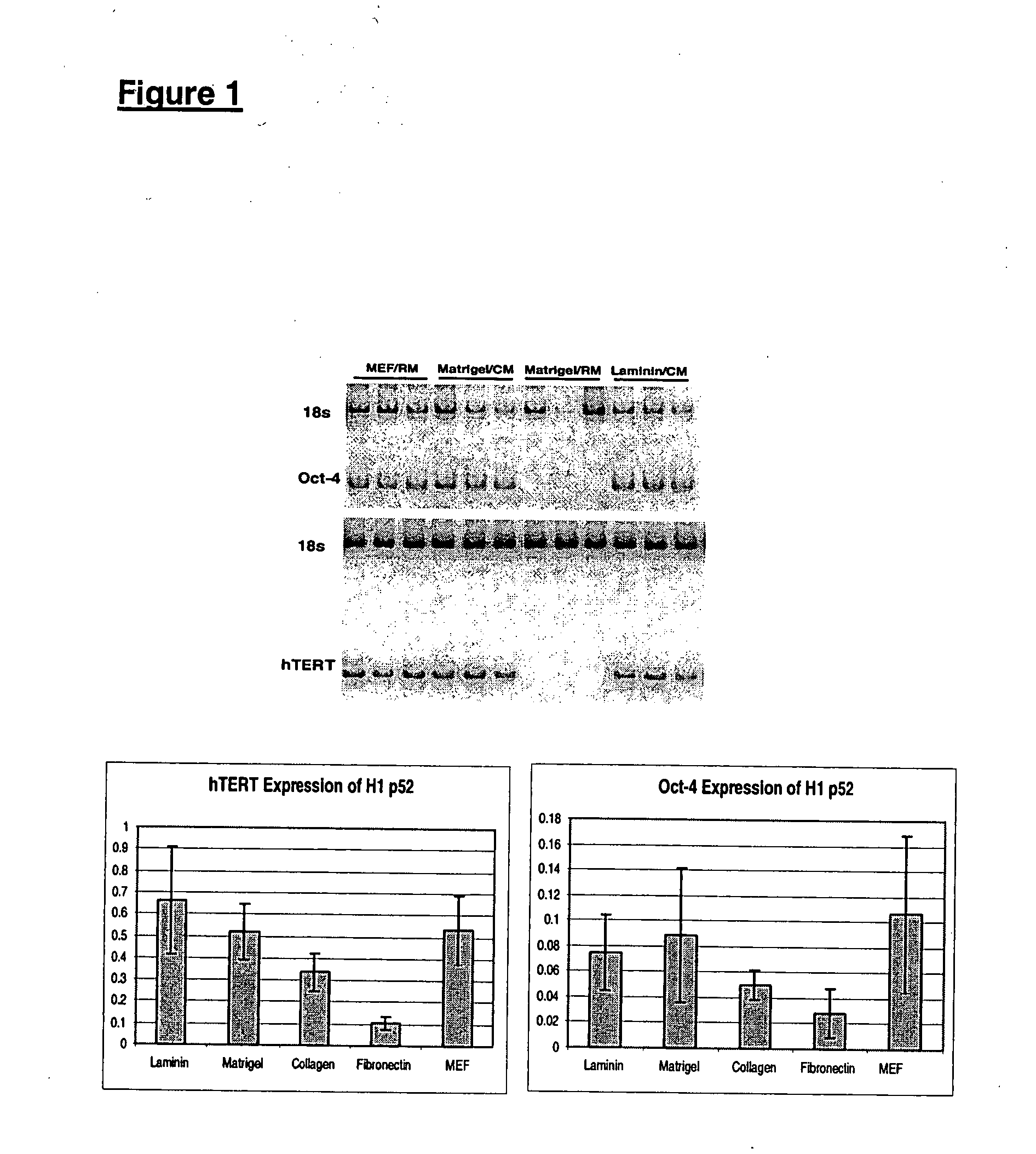 Selective antibody targeting of undifferentiated stem cells